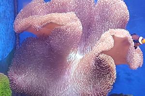 SARCOPHYTON Thumbnail