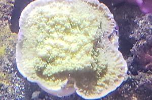 Montipora Plating- Green w purple Rim Thumbnail
