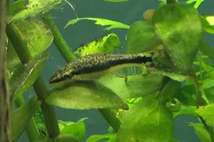 Otocinclus Catfish Thumbnail