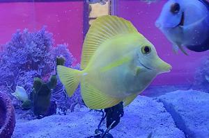 Yellow Tang Thumbnail