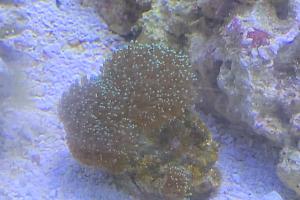 Neon Green Hairy Mushroom Thumbnail