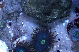 Yellow Eyed Zoa Thumbnail