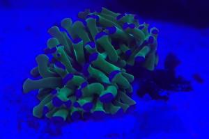 Frogspawn Thumbnail