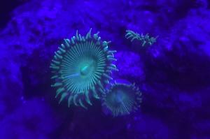 Green Paly Thumbnail