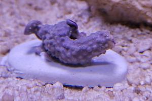 Green Star Polyp Thumbnail