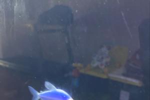 Glo Fish Thumbnail