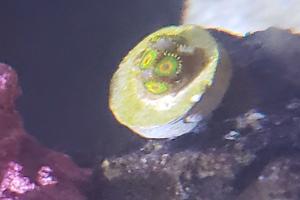 Rasta Zoanthids Thumbnail