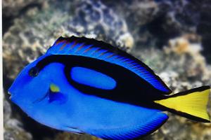 Blue Tang Thumbnail