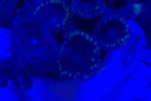 Zoanthid Thumbnail