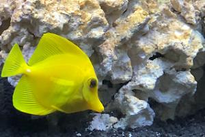 Yellow Tang Thumbnail