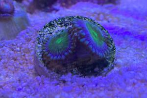 Green People Eater Zoanthid Thumbnail