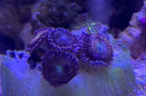 Halle Berry Zoanthid Thumbnail