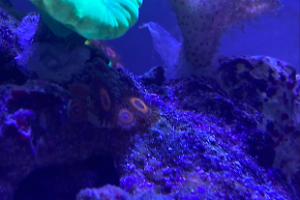Orange Oxide Zoanthid Thumbnail