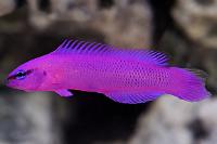 Dottyback Thumbnail