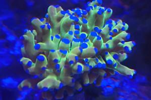 Frogspawn Thumbnail