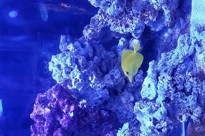 yellow tang Thumbnail