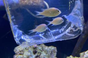 Blue green chromis Thumbnail
