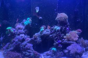 Reef 300 Thumbnail