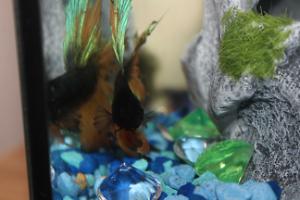 Betta Thumbnail
