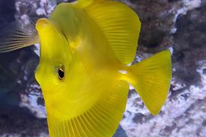 Yellow tang Thumbnail