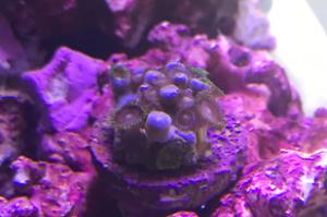 Zoas Thumbnail