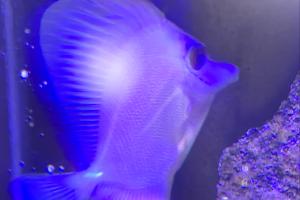Yellow scopas tang Thumbnail