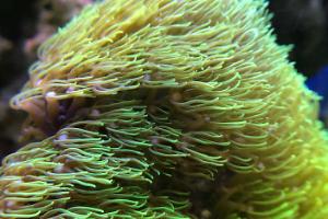 Green Star Polyp Thumbnail