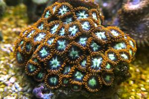 Zoanthid (Ring of Fire) Thumbnail
