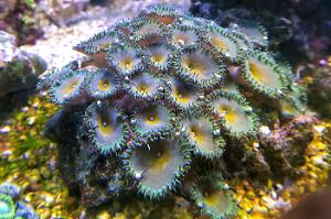 Zoanthid (Captain America) Thumbnail