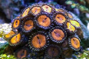 Zoanthid (Bloodsuckers) Thumbnail