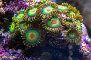 Zoanthid (Rasta) Thumbnail