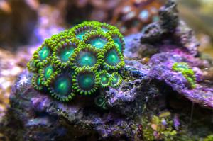 Zoanthid (Radioactive Dragon Eye) Thumbnail