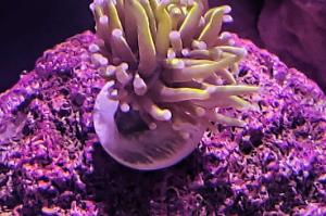Ultra Indo Gold NY Knicks torch coral Thumbnail