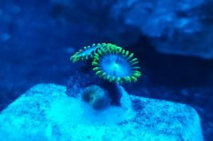 Zoanthid Blueberry Pie Thumbnail