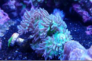 Duncan Polyp Thumbnail