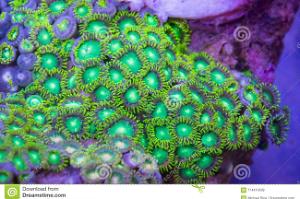 Zoanthid Thumbnail