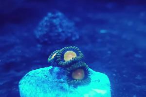 Zoanthid King Midas Thumbnail
