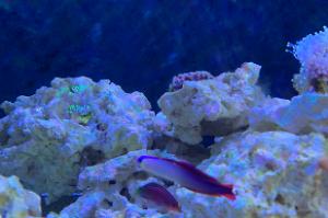 Fire Fish Thumbnail