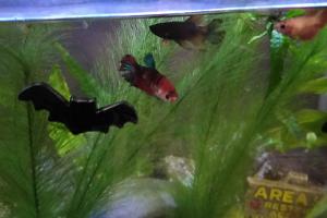 Female Betta Thumbnail