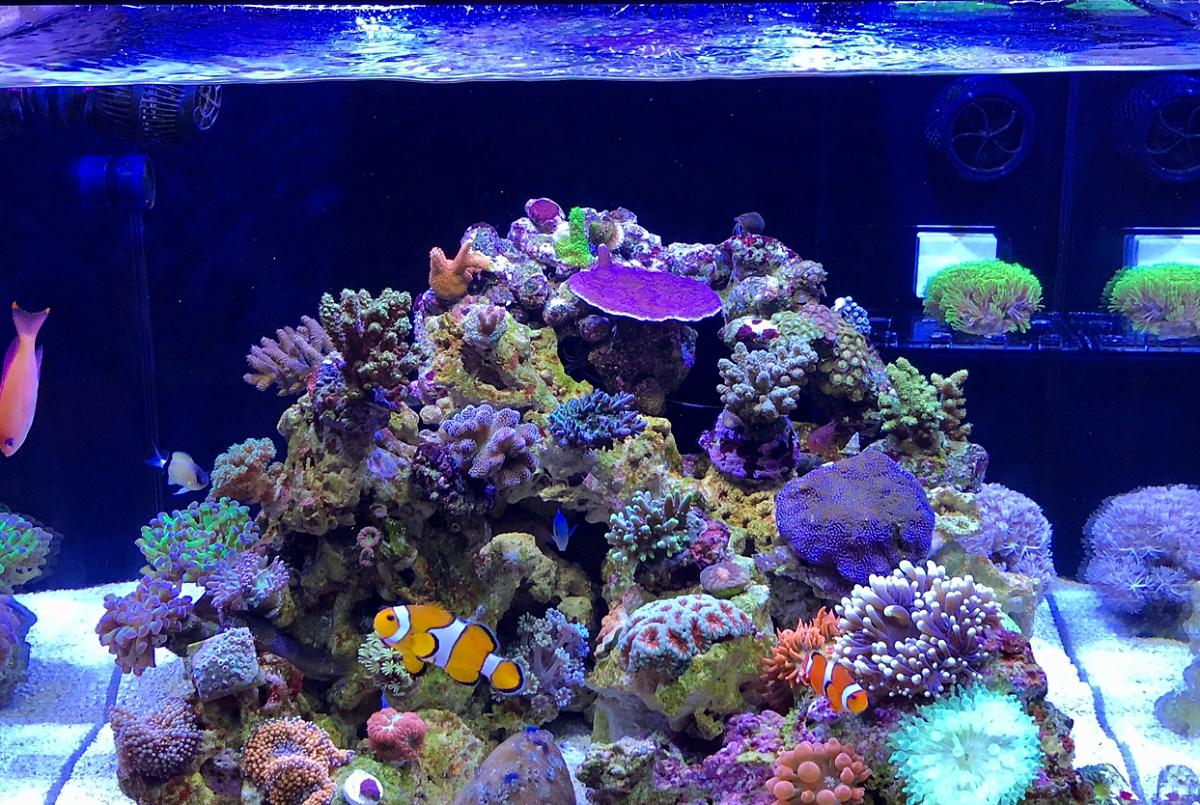 Red Sea Reefer 170 on Oct 11, 2020
