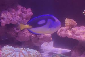 Regal Tang Thumbnail