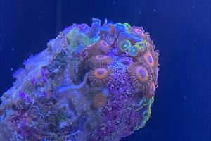 Oxide Orange Zoanthid Thumbnail