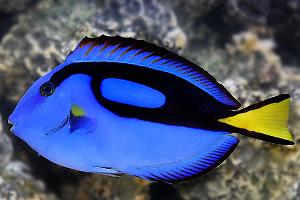 Hippo Tang Thumbnail