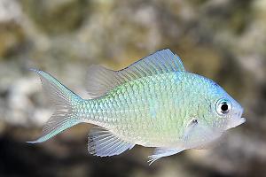 Green Reef Chromis Thumbnail