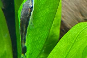 Otocinclus Catfish Thumbnail