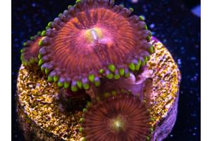 WWC Mambo Jambo Zoa Thumbnail