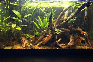 black water apistogramma agassizii Thumbnail
