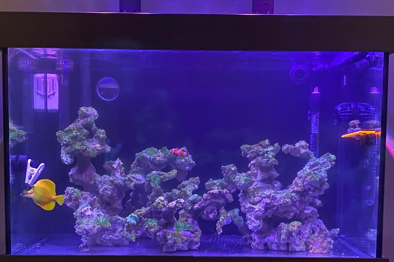 Reef Thumbnail