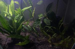 Planted Tank (Fluval Chi) Thumbnail