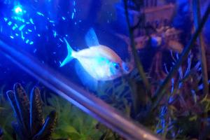 GloFish Tetra - Orangie Thumbnail